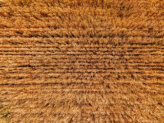 Aerial view of yellow wheat agricultural crops field, top view
