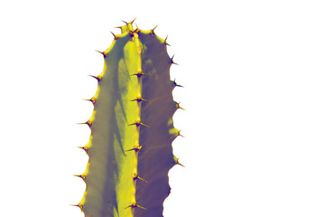 Art Cactus silhouette in the white  background
