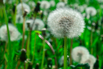dandelion in grass