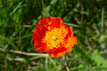 red poppy flower