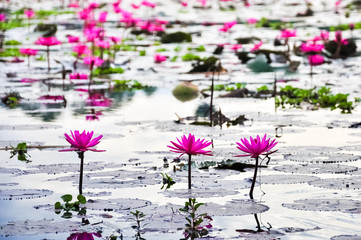 Many Pink lotus in the pond