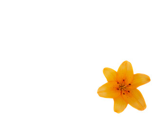 Fototapeta na wymiar Yellow lily flower isolated on white background