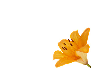 Fototapeta na wymiar Yellow lilium flower isolated on white background