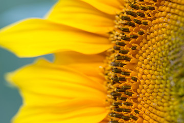 Helianthus annuus sunflower flower