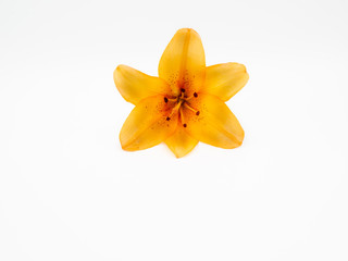 Beautiful yellow lilium flower isolated on white background