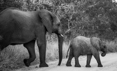 Elephant and Baby crossing road