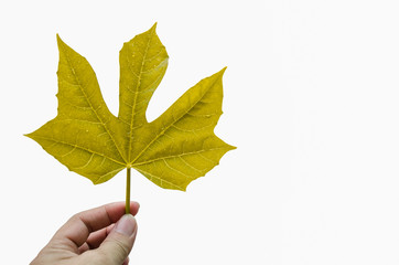 .Hand held orange leaves On a white background for text input