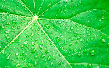 Fototapeta na wymiar After rain water drops on green leaves sparkle of droplets on surface leaf, color dark flat lay,Natural background for input text.