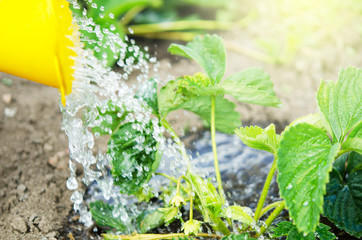 Watering the plants from a watering can.  Watering agriculture and gardening concept. - Image