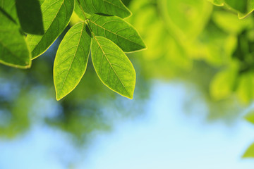 Fototapeta na wymiar Green tree leaves on blue sky background