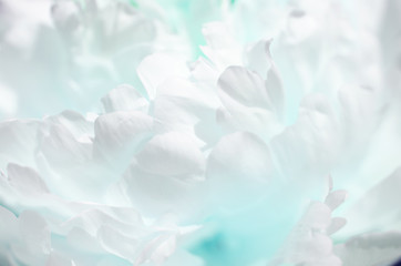 Fototapeta na wymiar Close up of beautiful peony flower. Turquoise toned photo. - Image