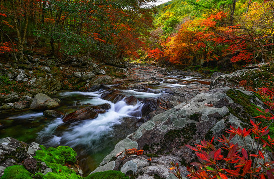 심원계곡  흐르는 골짜기 맑은 물과 가을 로 접어드는 시기에 촬영