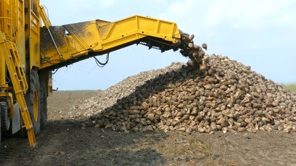 Crane conveyor of combine harvester unloading sugar beet. Harvesting machine working on farmland.