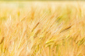 .Corn ripening in the field during hot summer.
