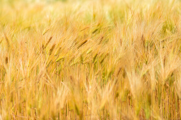 .Corn ripening in the field during hot summer.