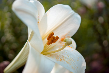 Сloseup of white flower