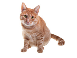 Fototapeta na wymiar Red cat on a white background