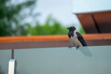 Crow sitting on a glass wall against the sky and trees © Pavel