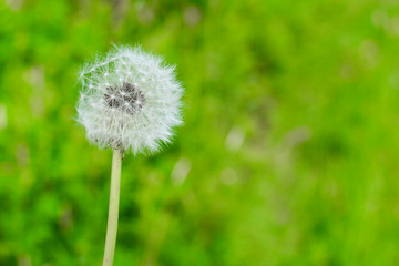 Dandelion Flower on The Blurred Green Nature Background