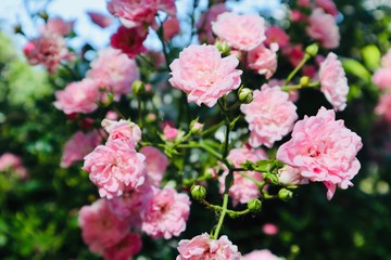 Wild pink roses on a branch.