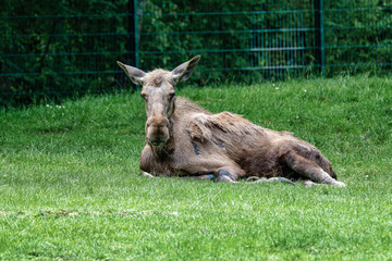 European Moose, Alces alces, also known as the elk