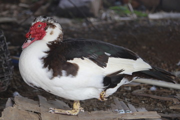 common black and white duck with red head