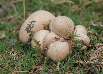 closeup view of mushroom in grass beds in the month of june
