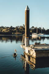 A pelican enjoying the late afternoon sun on the river at Yamba, Northern New South Wales, Australia