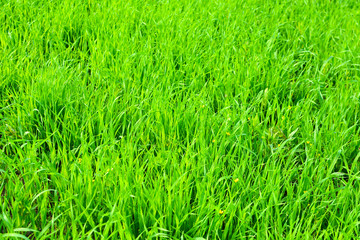 Green stalks of common oats (Avena sativa) on the field. Natural background. Green background of grass.