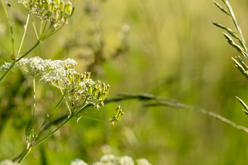 Green natural background with bokeh effect
