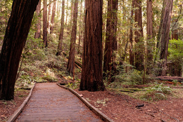Hiking track path among gigantic sequoias at Muir Woods National Park, California, USA.