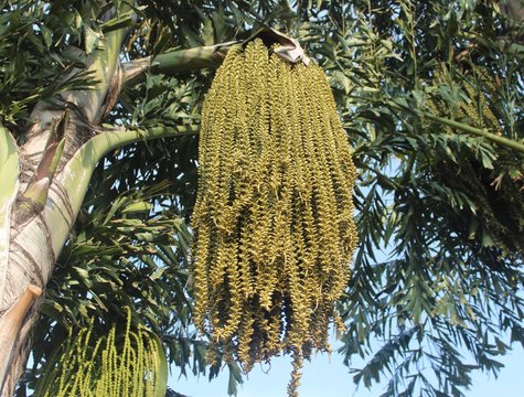 Cocos palm tree and flowers
