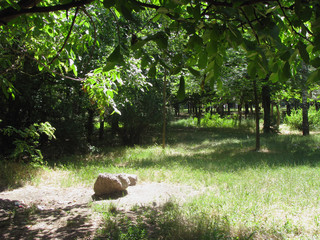 Lawn, lit by the sun in the old park massif