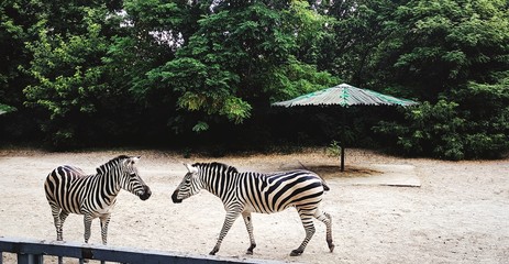 Fototapeta na wymiar playful zebras are up to something