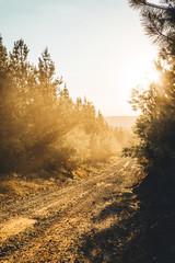 Sun setting on a dirt road through a pine forest in the Snowy Mountains, New South Wales