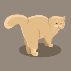 Standing red fluffy Persian cat on a brown background. Flat Vector Illustration.