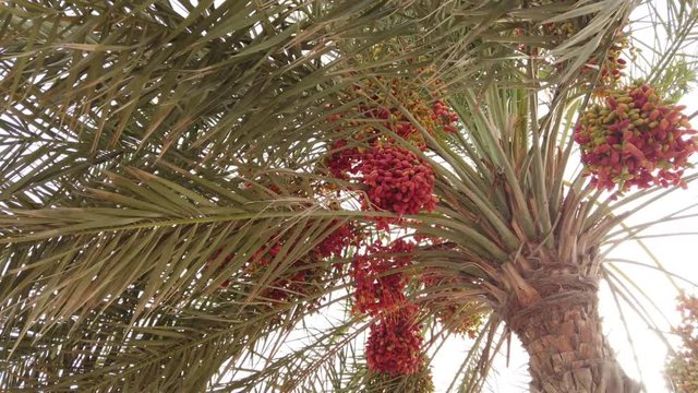 PALM TREE ON PALM SEASON
