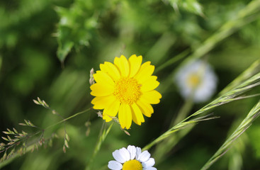 Glebionis segetum flower, Common names include corn marigold and corn daisy, blooming in summer season