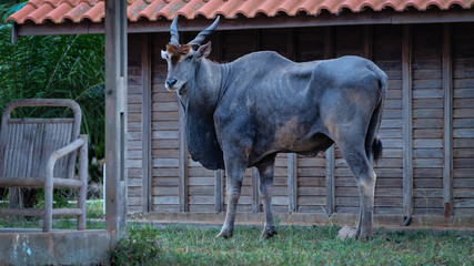 Eland d'Angola en visite dans un camp &agrave; la recherche d'eau