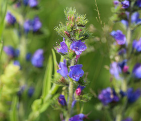 Echium vulgare flower, known as vipers bugloss and blueweed, blooming in spring