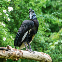 Abyssinian northern Ground Hornbill, Bucorvus abyssinicus strange bird