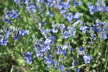 Veronica officinalis (heath speedwell; common gypsyweed; common speedwell; or Paul's betony) flowers,  grass background top view