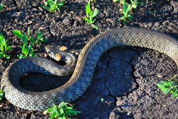 The grass snake (Natrix natrix, ringed snake, water snake) crawling on dry ground, top viewThe...