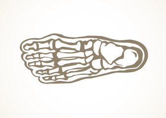 Bones of the foot. Vector drawing