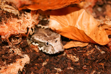 Australian deathadder in leaflitter headshot close up