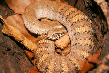 Australian deathadder in hollow tree