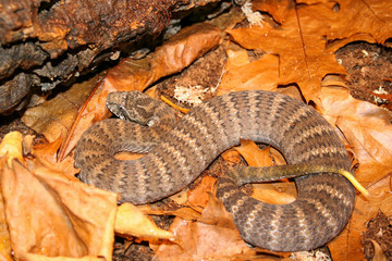 Fototapeta premium Australian deathadder in leaflitter
