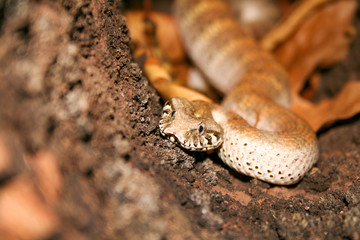 Australian deathadder in hollow tree