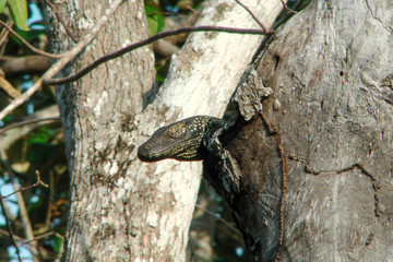 Baby Komodo Dragon basking eyes closed in hollow tree to avoid cannibalism