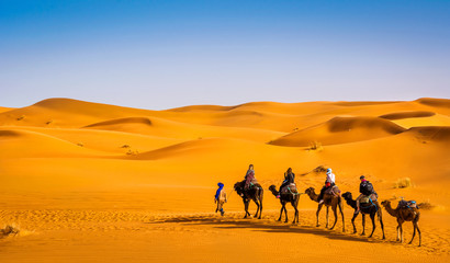 Camel caravan going through the sand dunes in beautiful Sahara Desert. Amazing view nature of Africa. Artistic picture. Beauty world. - obrazy, fototapety, plakaty